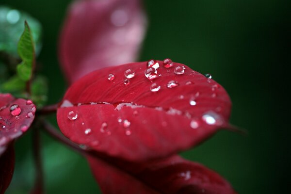 Hoja roja con gotas en macro