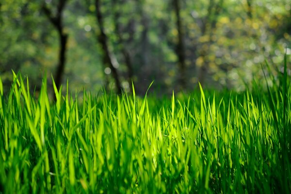 Wiosenna soczysta zielona trawa
