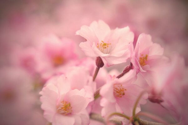 Cherry blossoms spring on a blurry background