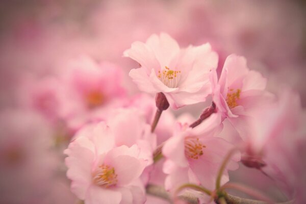 Цветы сакуры весенние на размытом фоне
