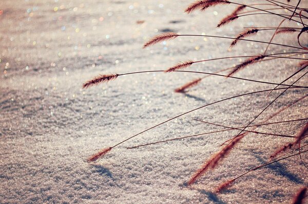 Ähren im Winter auf glänzendem Schnee