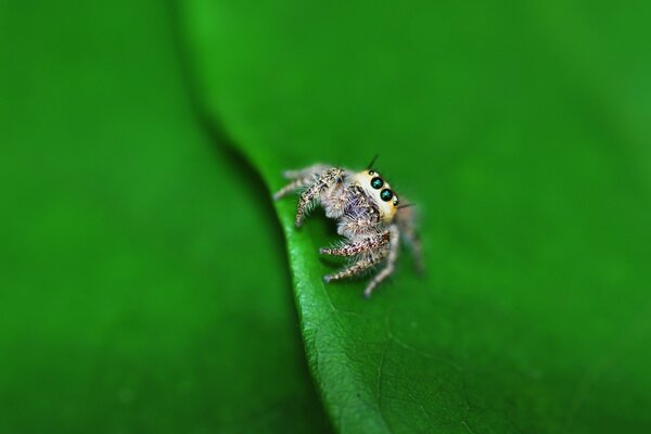 A very small spider is sitting on a green leaf