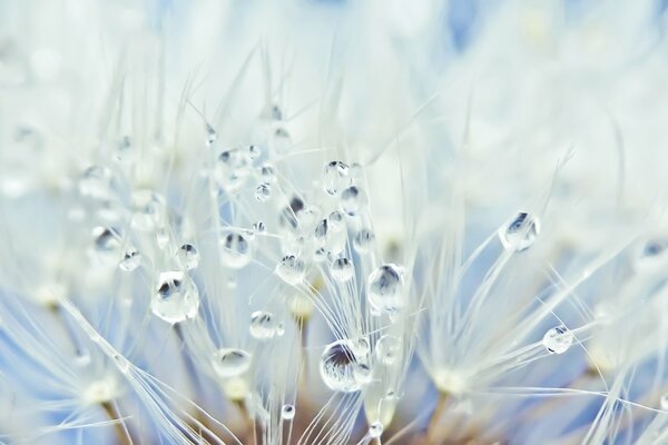 Dew drops on the white dandelion down