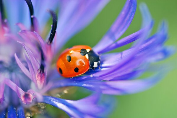 Coccinella sul petalo di fiordaliso