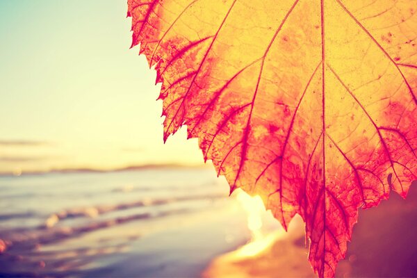 Red-assed autumn leaf on the background of the seashore