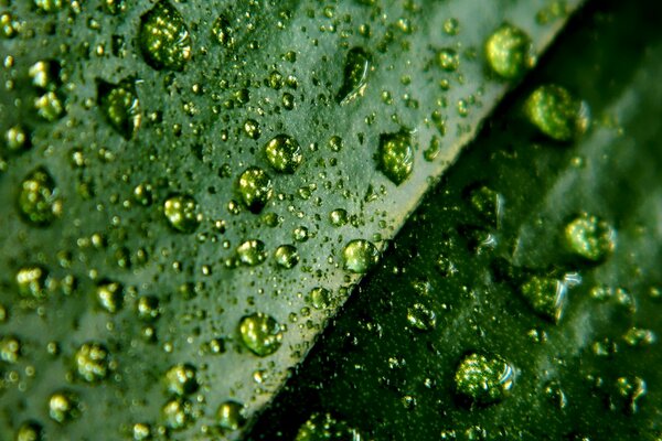 Macro photo. Photo drops on leaves