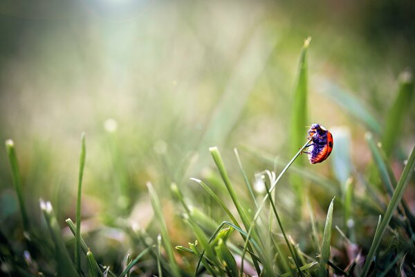 A ladybug has crawled onto the grass and is trying to take off