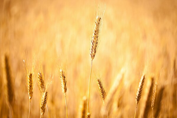 Campo autunnale con grano su sfondo