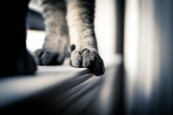 Foto macro de las patas del gato