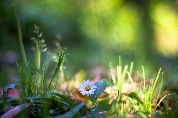 Première fleur au soleil