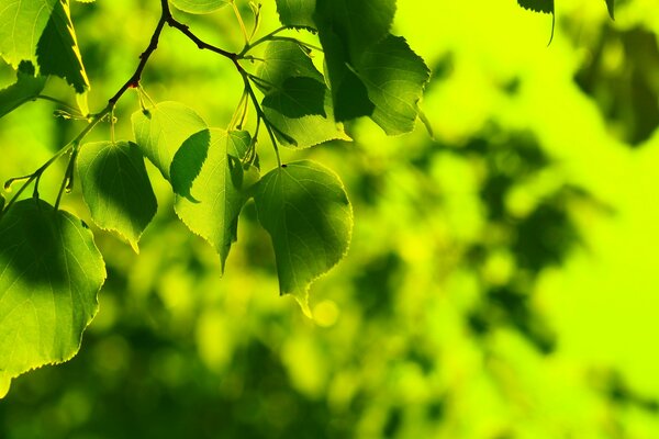 Macro photography of green foliage. Summer wallpaper