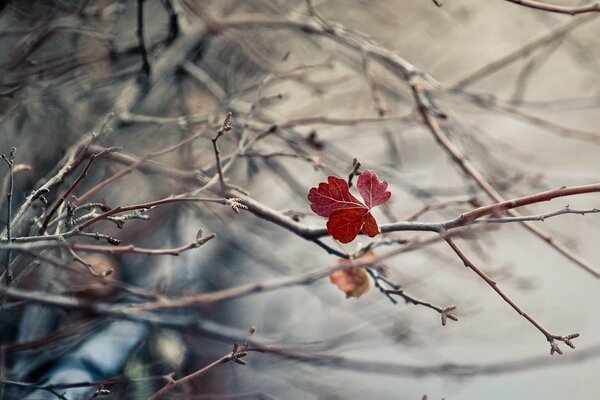 The remnants of autumn are a bright spot reminiscent of summer