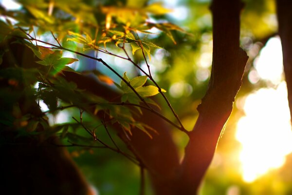 Trees yellow green leaves