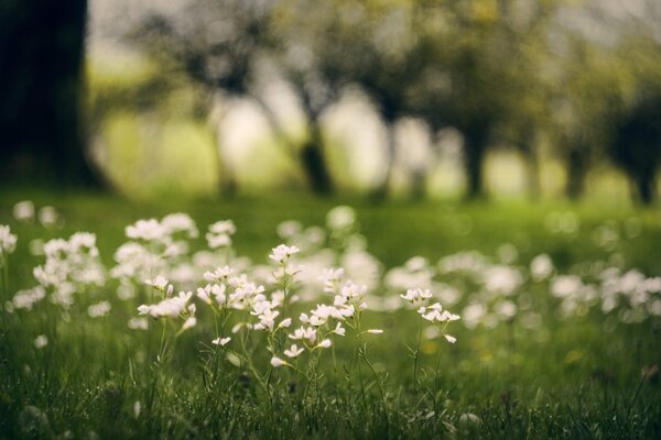 White flowers in a field where there is a lot of greenery