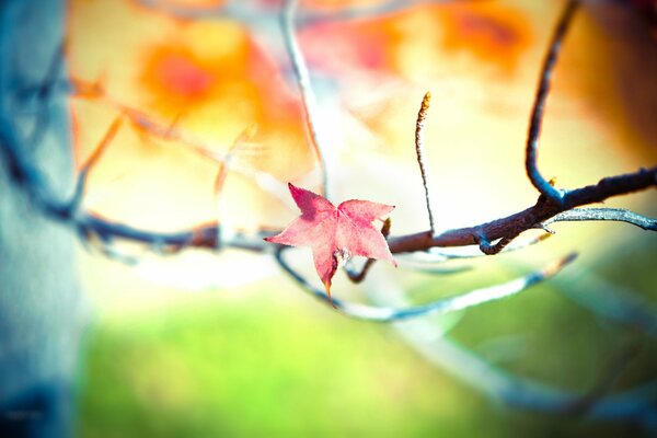 Feuille rose sur branche sèche