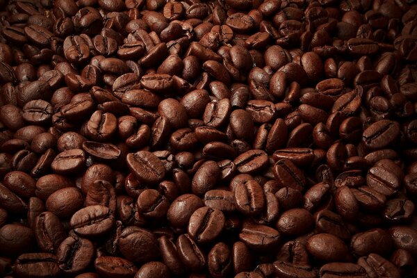 Brown coffee beans are scattered