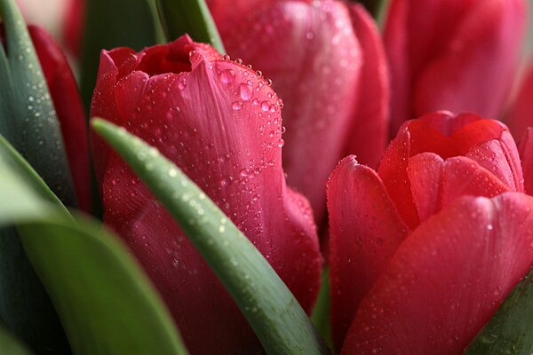 Krople wody na płatkach tulipanów