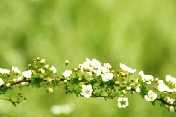 Desktop wallpaper flower branches