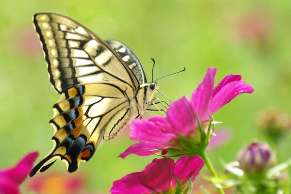 Le papillon se nourrit de nectar