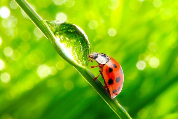 Coccinella nell erba verde