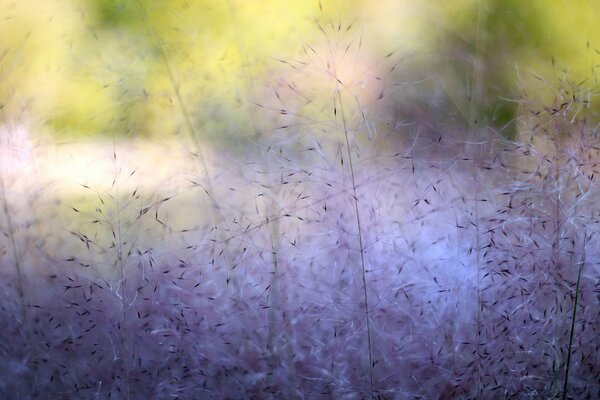 Makroaufnahmen von sanft violetten Farben