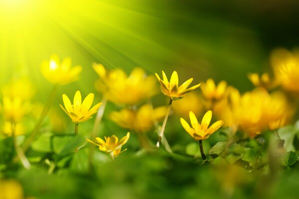 Yellow flowers on bright green foliage flooded with sunny leaves