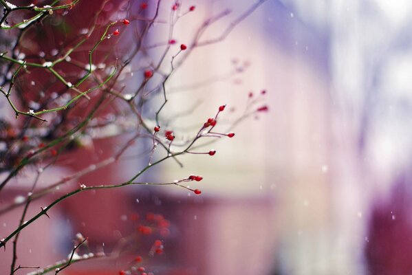 Winter red berries on a bush in winter