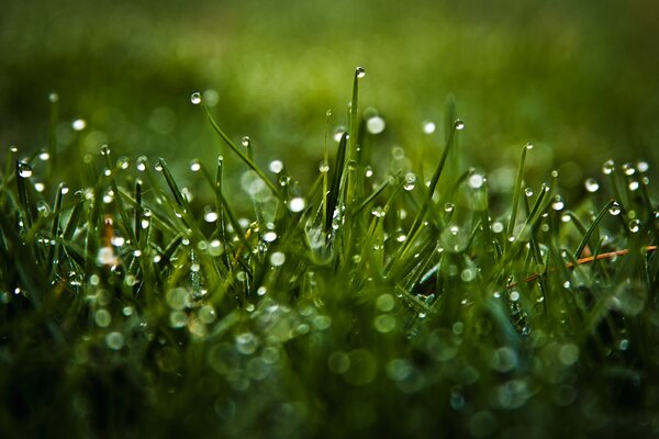 Raindrops on the green grass