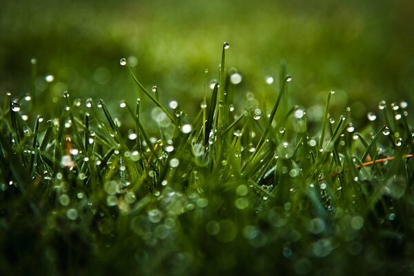 Gouttes de pluie sur l herbe verte