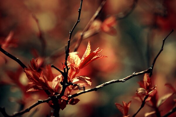 Macro de branche avec feuillage printanier