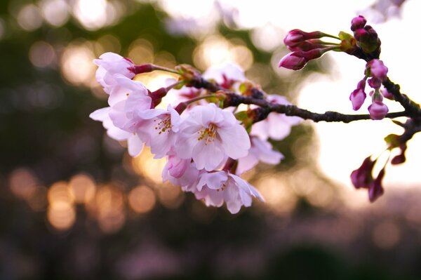 Floreciente rama de Sakura sobre un fondo borroso