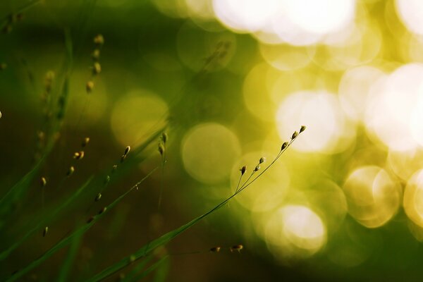 Photos of blades of grass with glare of light