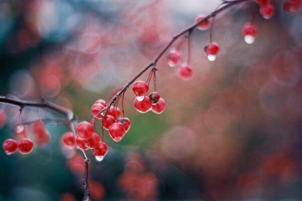 Autumn branch with viburnum berries wet from the rain