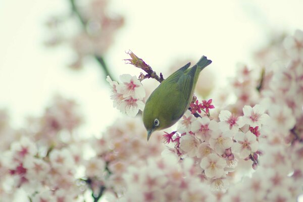 Hermoso pájaro voló en las ramas de primavera