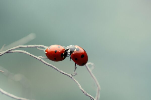 Macro shooting of ladybirds on a branch