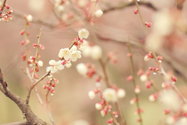 Arbre à fleurs blanches au printemps