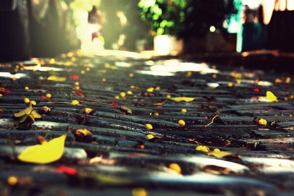 Hojas en el camino en otoño