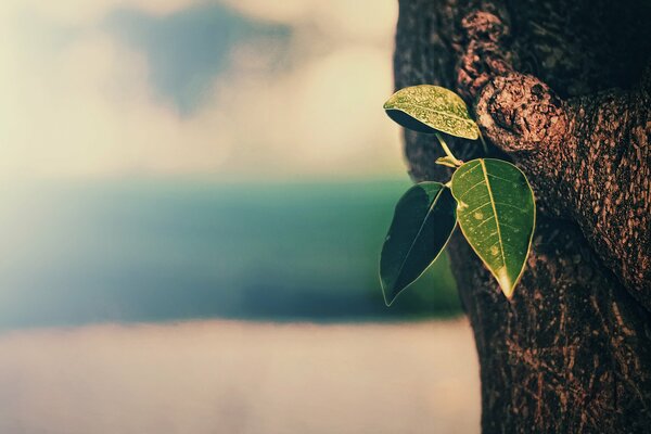 Un tronc d arbre donne une nouvelle vie