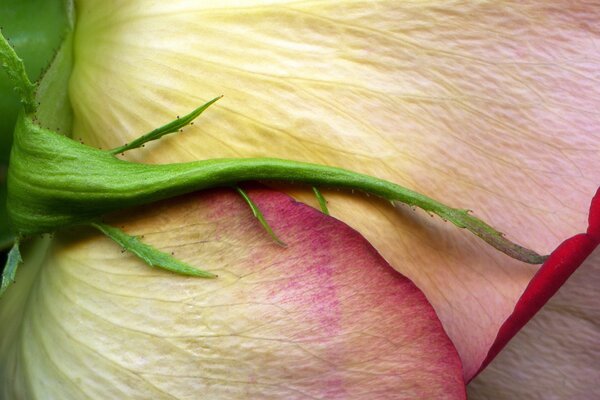 Makro zdjęcie pączka róży