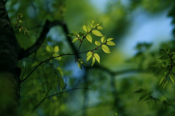 Giovane verde per carta da parati sul desktop