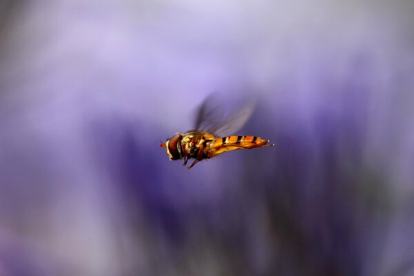 The flight of a wasp on a lilac background