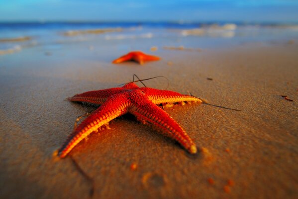 Photo of the kias star on the sea beach