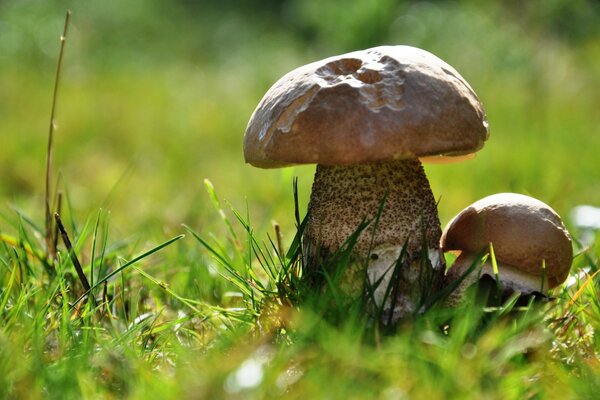 Plus de champignons sur l herbe sous la macro