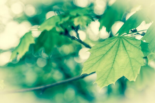 Fogliame verde primaverile sull albero