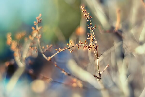 Spring unopened buds in a light cloud