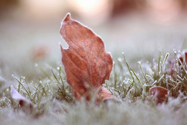 Odważny liść pokryty szronem w trawie nie boi się nadchodzącej zimy