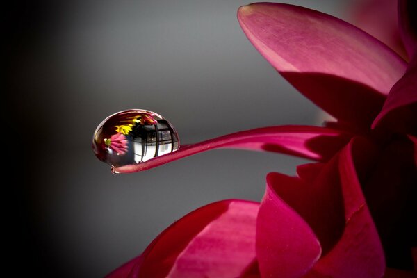 Photo d une fleur avec une goutte d eau