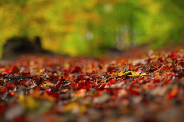 Feuillage d automne bruissant sous vos pieds