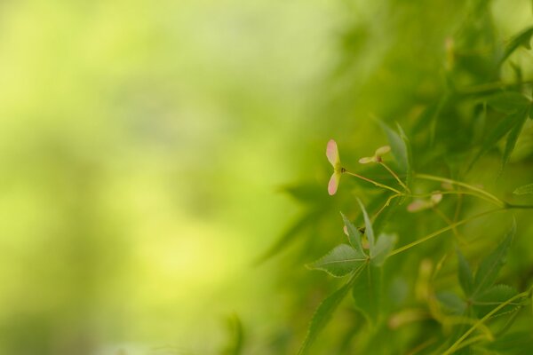 Feuilles vertes sur fond