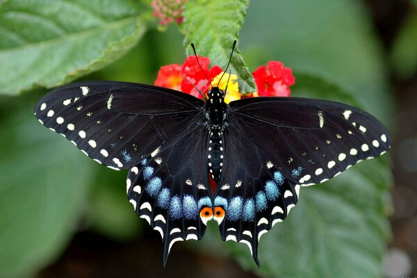 Papillon lumineux assis sur une fleur